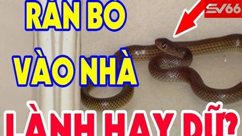 Nằm Mơ Thấy Rắn Đánh Số Gì? Bật Mí Con Số May Mắn